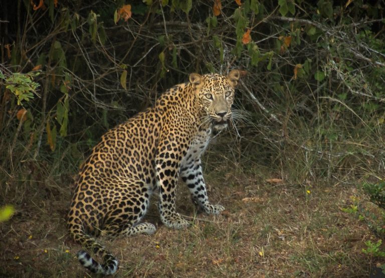 Relaxing-Leopard-seen-in-Wilpattu-on-22.03.2020-c-DWC-Srinath–e1587031794538