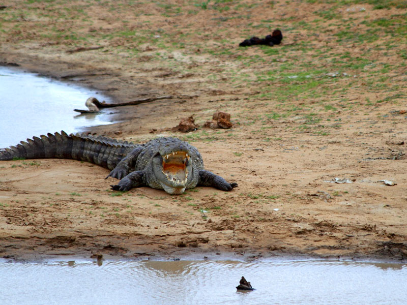 afternoon-safari-game-drives-in-udawalawe-4