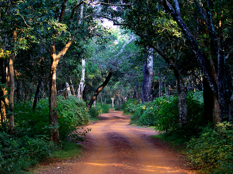 afternoon-safari-in-wilpattu-national-park-15