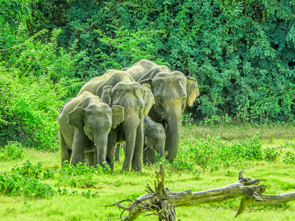 kaudulla-national-park-002