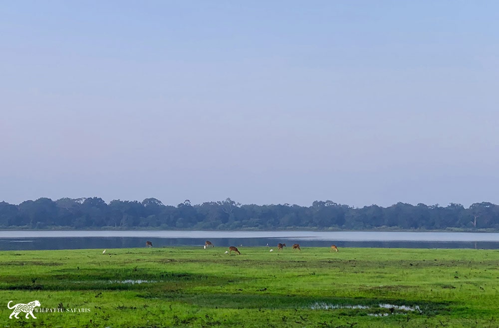 wilpattu-safari-75-min